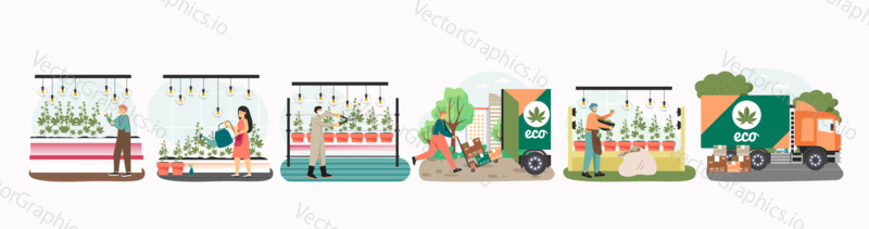 People grow cannabis for legal sell and use. Marijuana farm business concept vector illustration. Weed cultivation, hemp plant, Cannabis farming industry.
