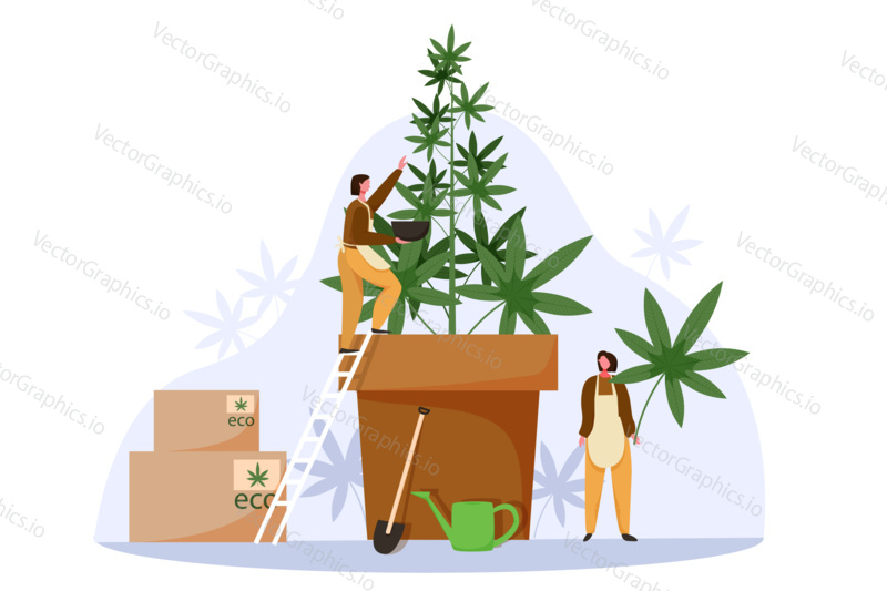 People grow cannabis for legal sell. Marijuana farm business concept vector illustration. Weed cultivation, hemp plant, Cannabis farming industry