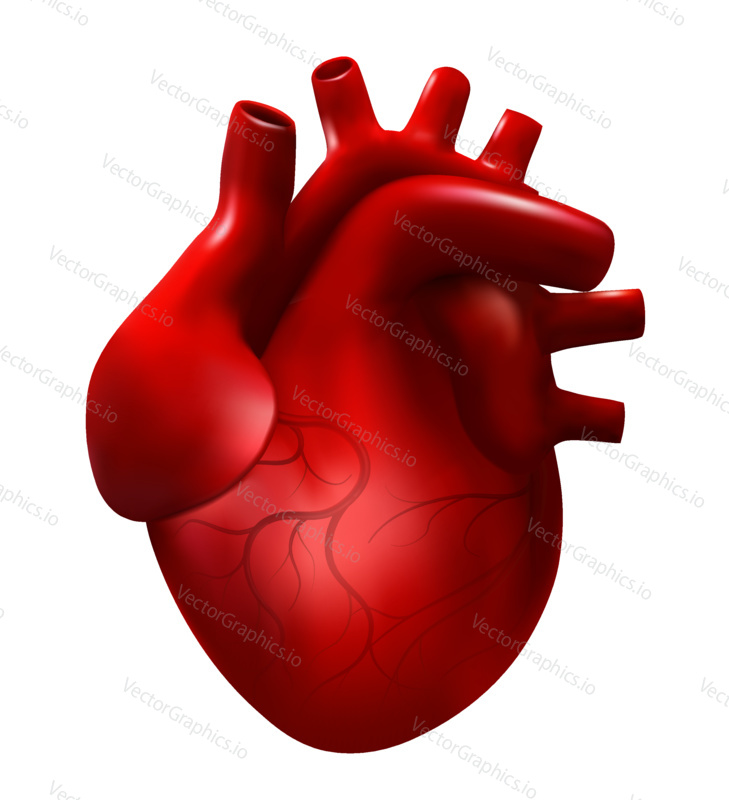Realistic human heart vector illustration. 3d cardiology model isolated on white background. Red heart, internal organ, anatomy icon