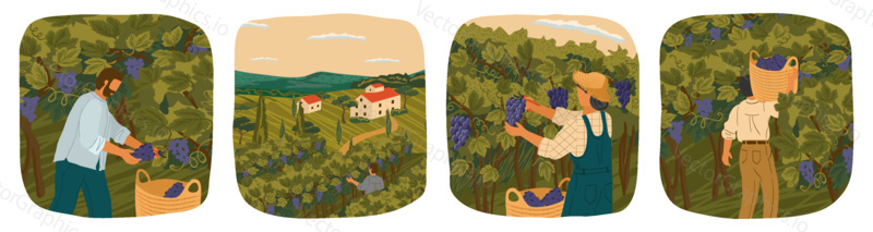 The harvesting of wine grapes. People work on a winery field. Hand draw vector illustration poster. Vineyard landscape with grape tree field and winery villa on background.