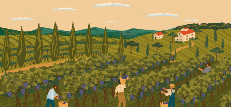 Vineyard landscape with grape tree field and winery villa on background. Hand draw vector illustration poster. The harvesting of wine grapes. People work on a winery field.