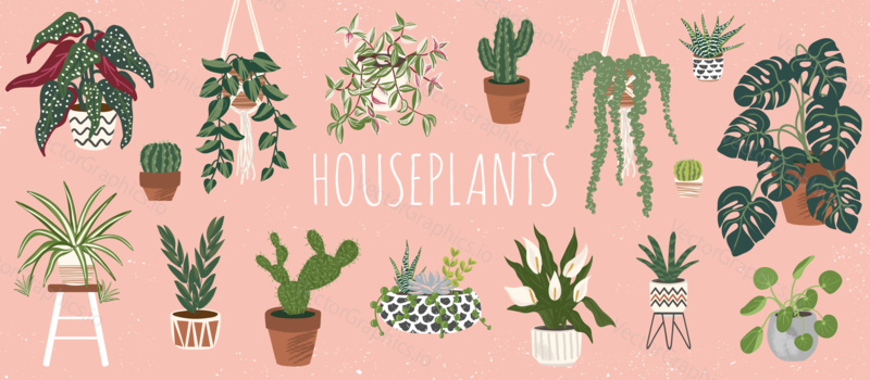House plants set. Trendy home decor with plants vector illustration. Flowers in pot, macrame hanger, house interior design.