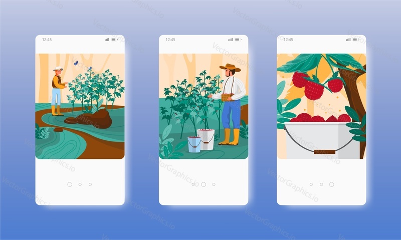 Berry picking season. Farmers harvesting ripe raspberries in the garden. Mobile app screens. Vector banner template for website and mobile development. Web site and UI design illustration.