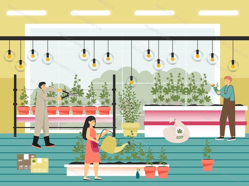 Рабочие, выращивающие растения каннабиса сатива, плоская векторная иллюстрация. Люди поливают, обрезают и собирают растения конопли. Ферма по выращиванию марихуаны. Легальный бизнес по выращиванию каннабиса. Индустрия выращивания сорняков.