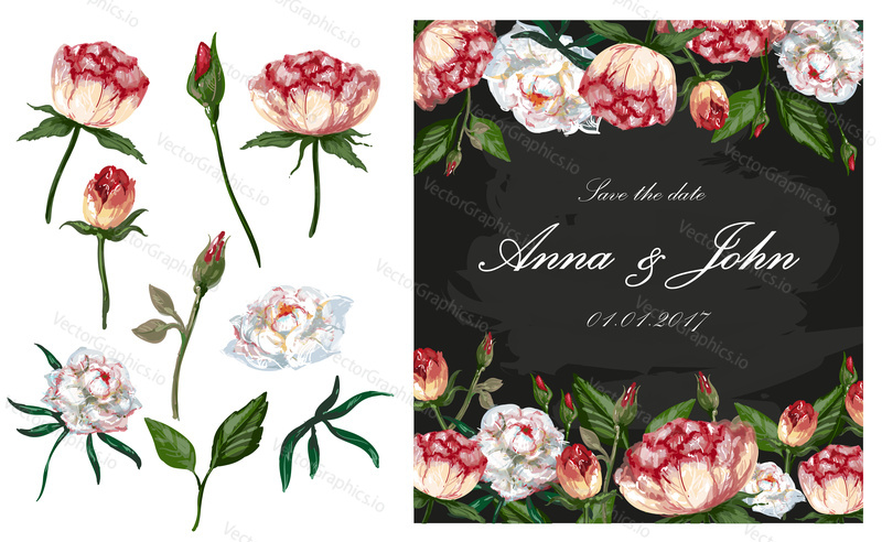 Vector illustration of wedding invitation, greeting card with peony flowers. Set of isolated basic parts of peony plant bud, flower, stem and leaf.
