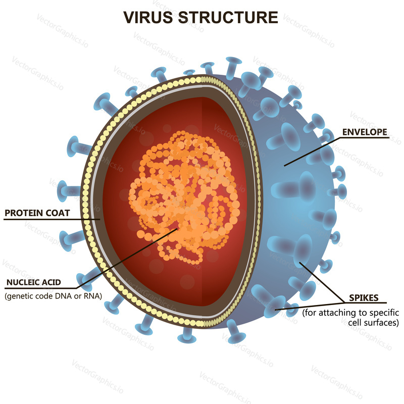 Blue virus cells or bacteria on white background. Corona virus isolated vector illustration with description.