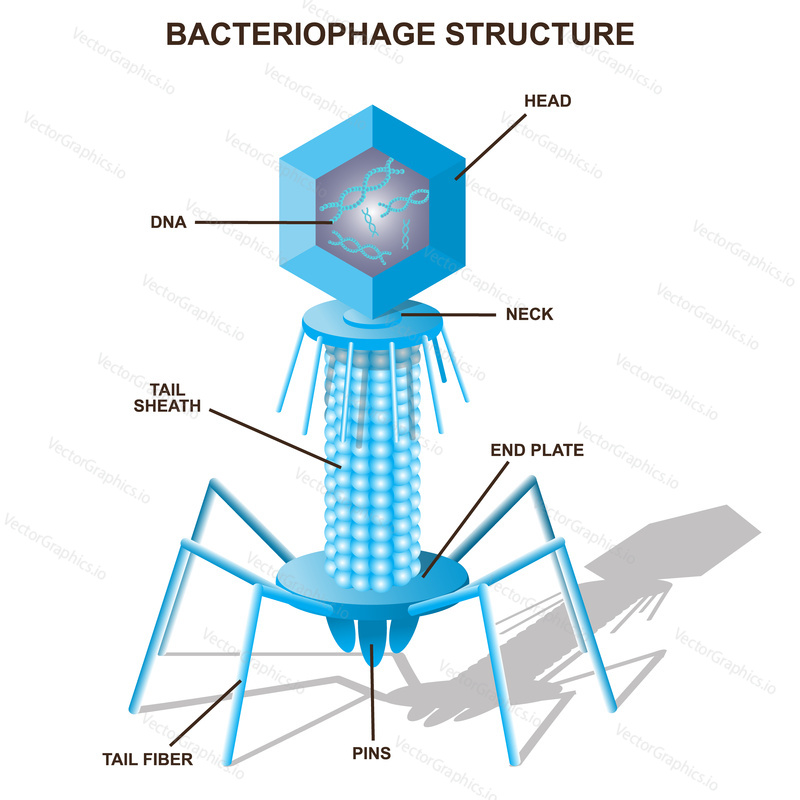 Virus bacteriophage model. Isolated vector illustration with description.