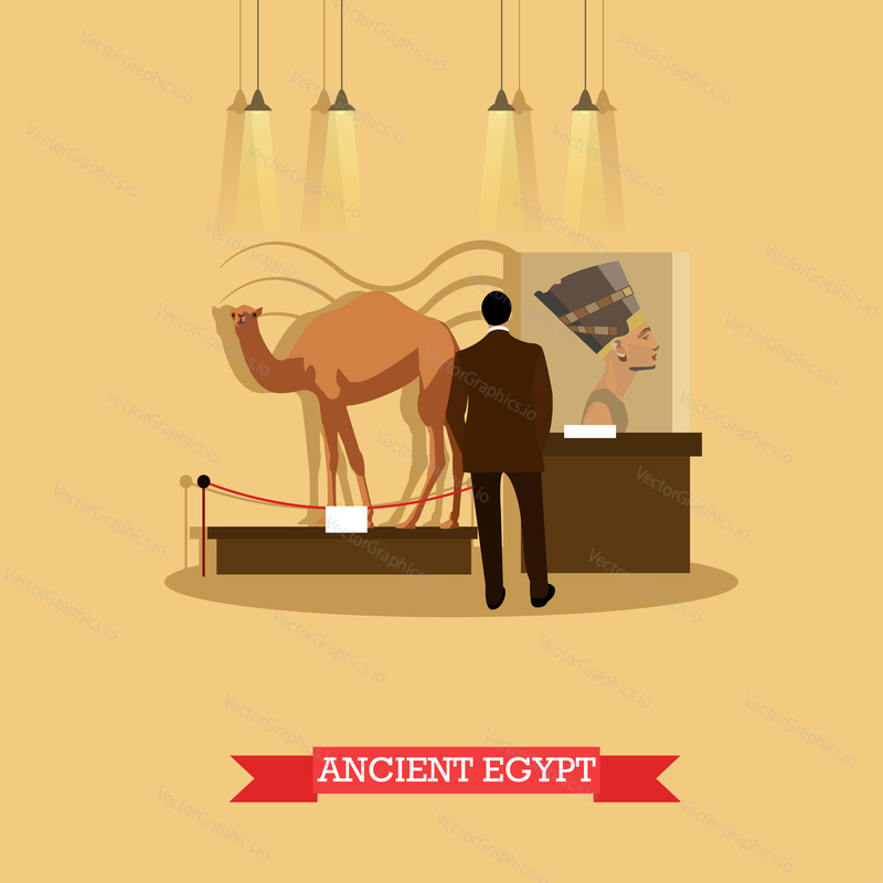 Векторная иллюстрация экспозиции археологического музея в плоском стиле. Посетитель смотрит выставку древнеегипетских произведений искусства, бюст Нефертити и чучело верблюда.