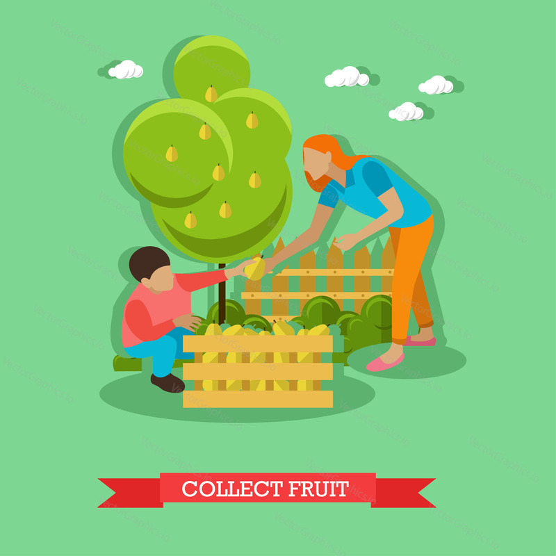 Mom with son gathers pears from pear tree and puts it together in the box. Collecting fruits in the fruit garden. Vector illustration in flat design