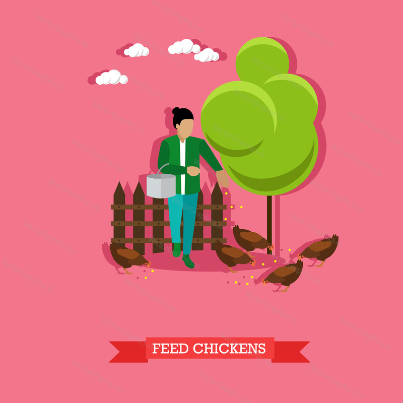 Farmer feeds the chickens on backyard with metal bucket in the hand. Farming, animal breeding. Vector illustration in flat design.