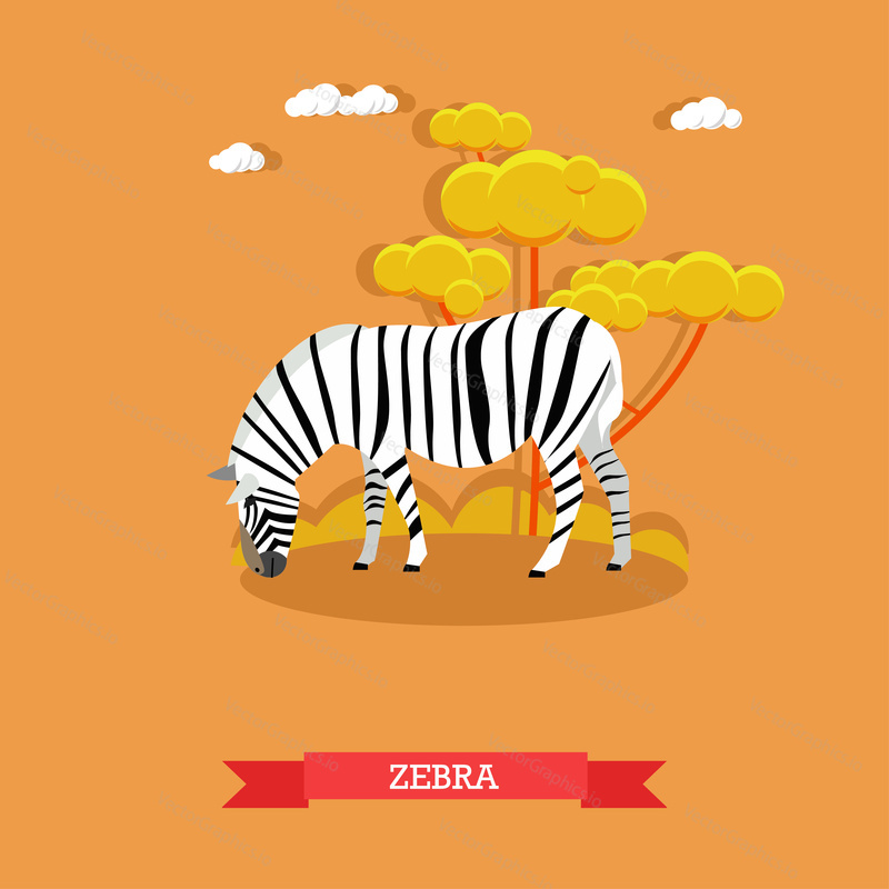 Cartoon Zebra vector in flat style. Design elements and icons. Kids book illustration.