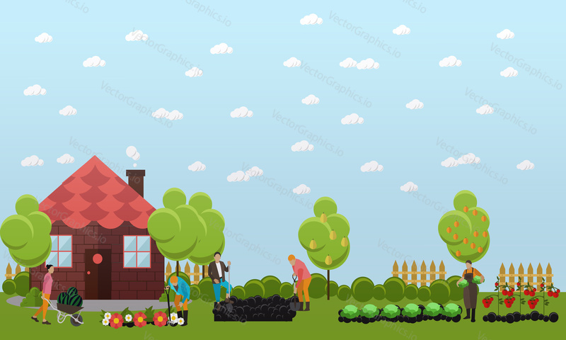 Gardeners working in the garden, digging the garden using shovel and planting cabbage, tomatoes and flowers. Oranges and pears on trees. Horticulture, agriculture. Flat design vector banner