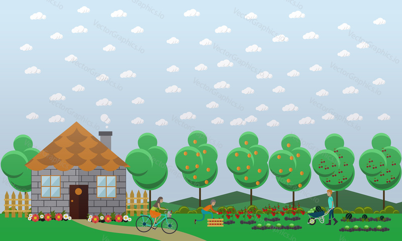 Gardening, harvesting concept vector illustration in flat style. Gardeners picking tomatoes, watermelon and cabbage.