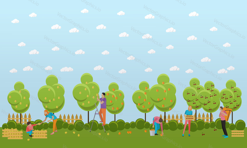 Gardeners collect different fruits from fruit trees, oranges, cherries, pears and pack them in special boxes and baskets. Vector illustration in flat design