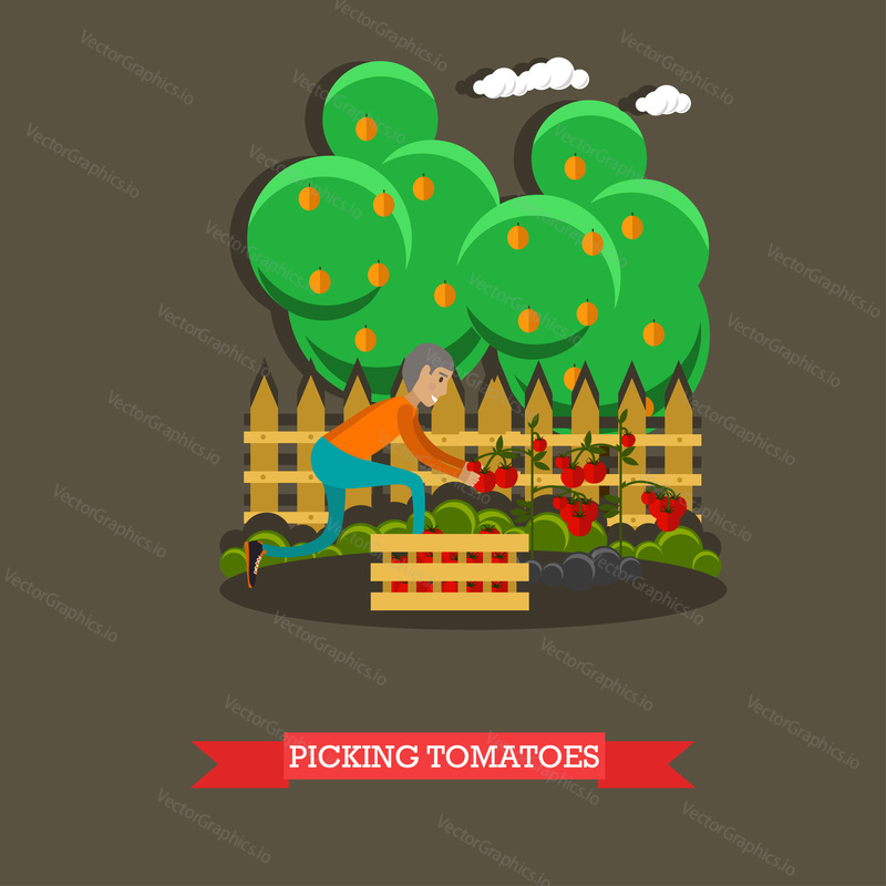 Picking tomatoes concept vector illustration in flat style. Gardener man picking tomatoes and putting them into wooden box.