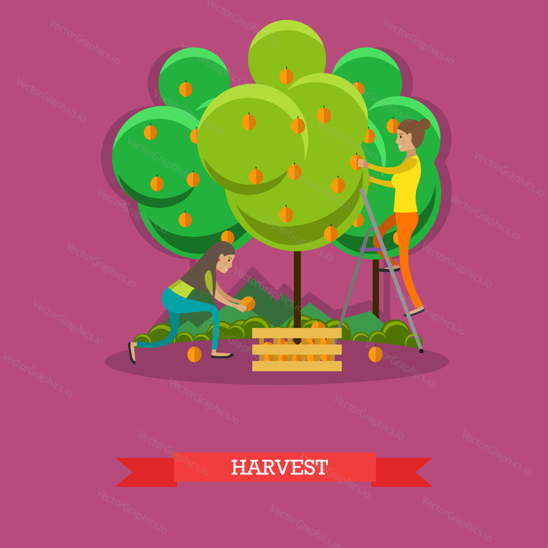 Harvesting concept vector illustration in flat style. Gardeners women picking peaches and putting them into wooden box.