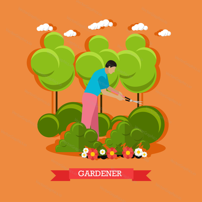 Vector illustration of gardener trimming hedge with special garden shears to shape them. Gardening. Flat design