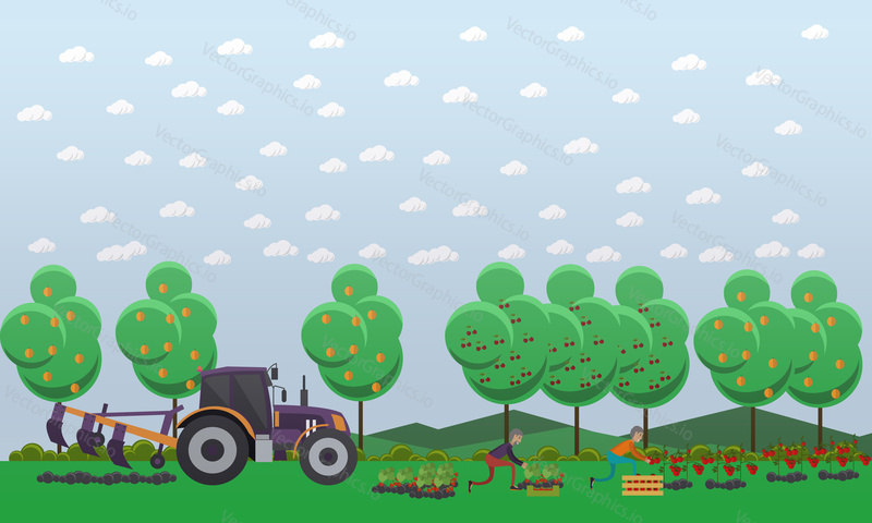 Gardening concept vector illustration in flat style. Gardeners males picking tomatoes, strawberry and putting them into wooden box. Tractor tilling soil.