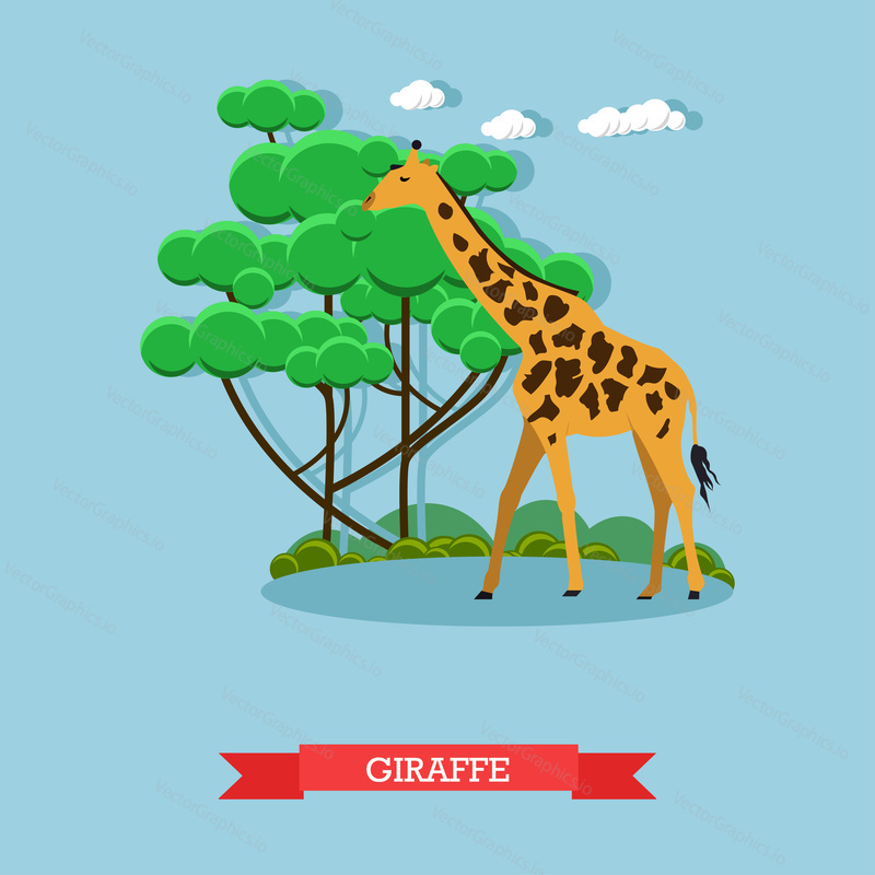 Giraffe. Vector illustration of african wild animal in flat style design.