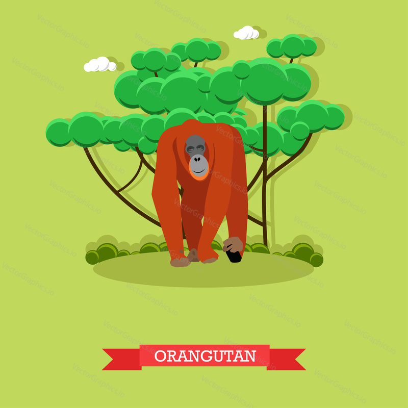 Wild orangutan vector illustration in flat style. Monkey - zoo animal design elements and icons.