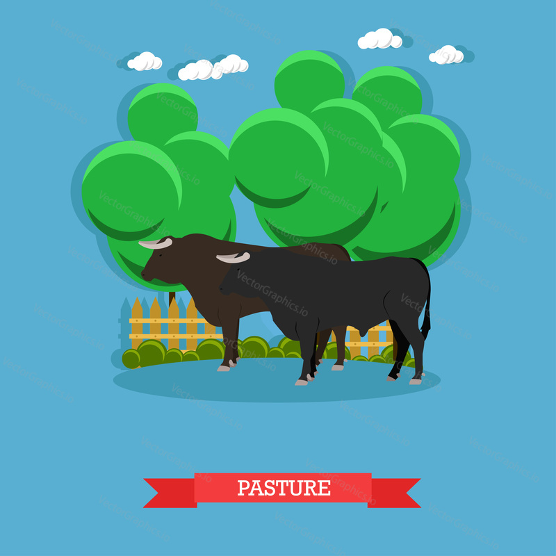 Vector concept poster of beef farm. Grazing cattle on a pasture.