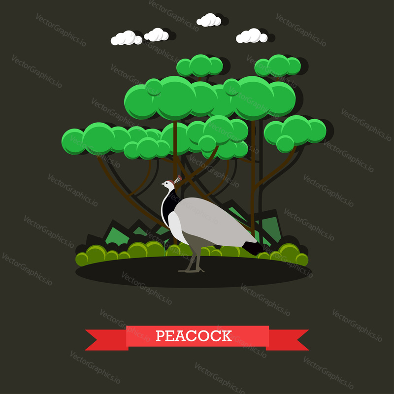 Vector illustration of beautiful peacock roaming free inside zoo. Exotic zoo animals concept design element in flat style.