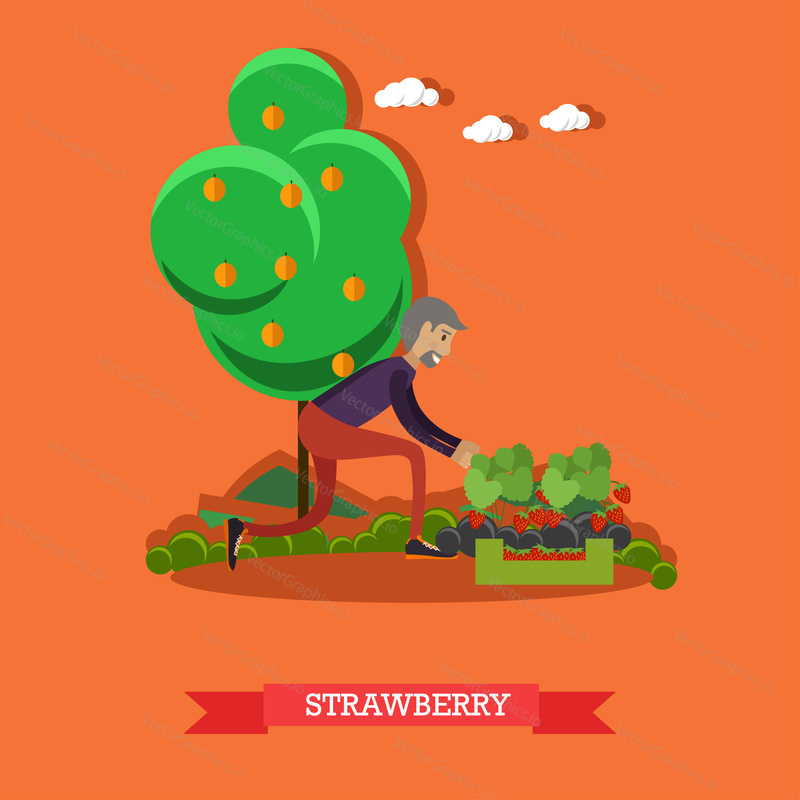 Gardening concept vector illustration. Gardener male picking strawberry flat style design element.