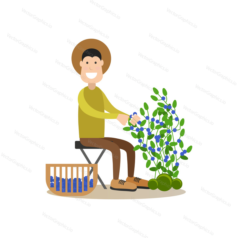 Vector illustration of man picking blueberries while sitting on chair. Blueberry hunting season concept flat style design element, icon isolated on white background.
