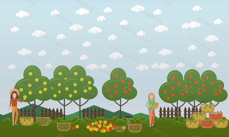 Vector illustration of women picking apples in fruit garden. Apple hunting season concept. Flat style design.