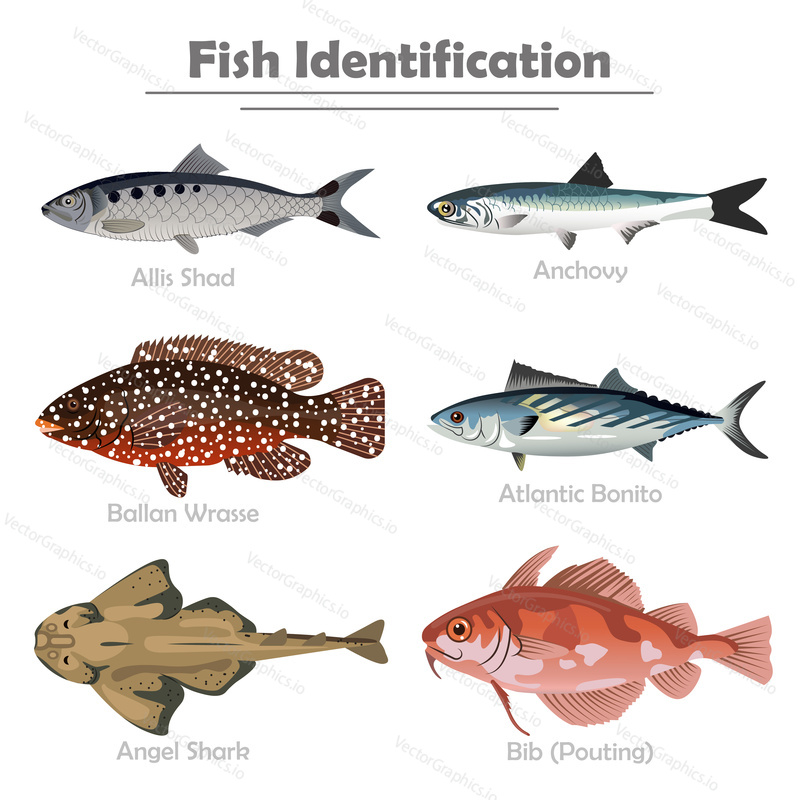 Fish icon set. Vector realistic illustration isolated on white background. Fish identification between allis shad and anchovy, ballan wrasse and atlantic bonito, angel shark and bib or pouting.