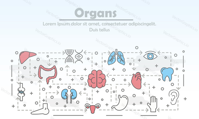 Human internal organs and body parts vector poster banner template. Lungs liver kidneys joints tooth brain heart colon stomach uterus eye ear leg. Thin line art flat icons for web, printed materials.