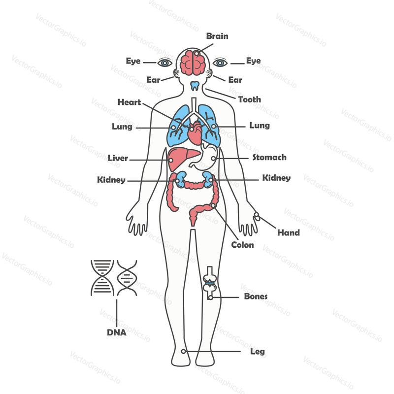 Male human anatomy vector diagram. Male body internal organs chart with labels on white background.