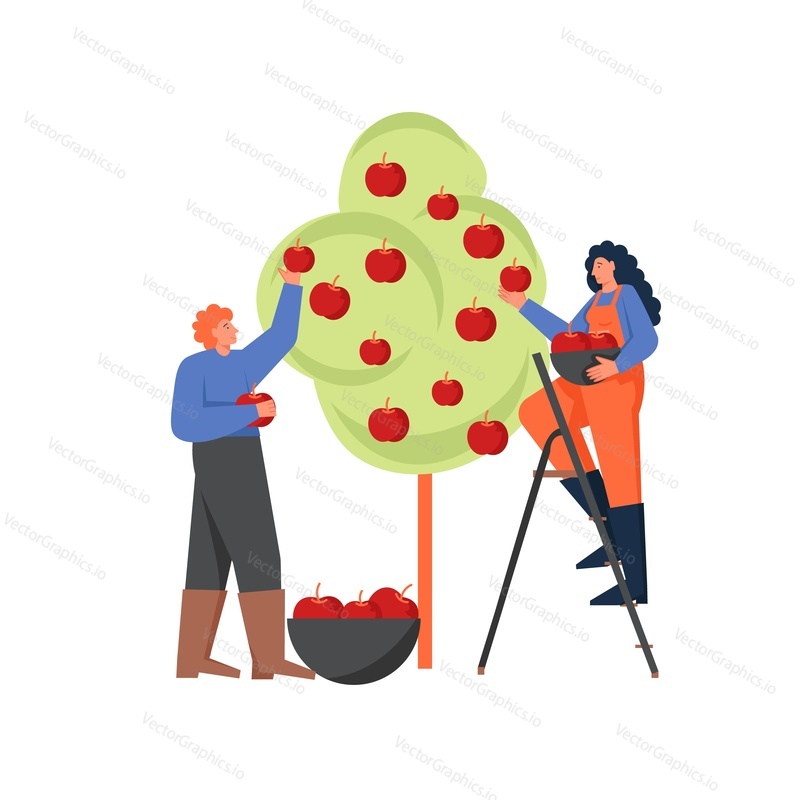 Gardeners man and woman picking apples from apple tree. Vector flat style design illustration isolated on white background. Gardening and harvesting concept for web banner, website page etc.