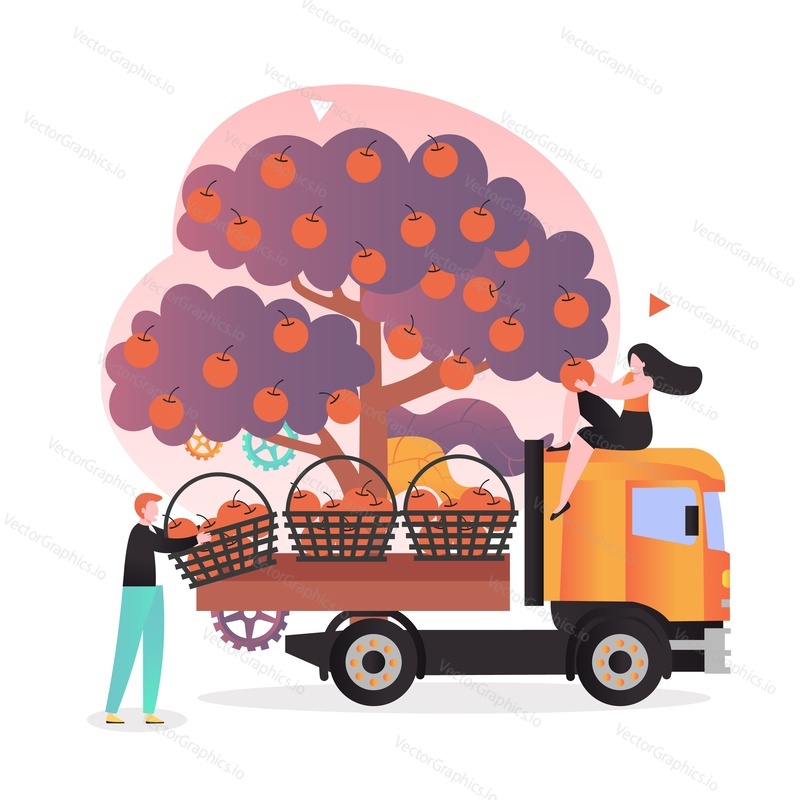 Farmer or gardener loading truck with baskets full of apples, vector illustration. Apple fruit harvesting concept for web banner, website page etc.
