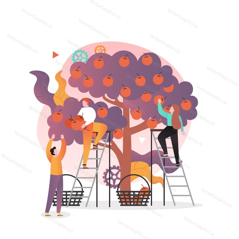 Farmers or gardeners man and woman picking apples from apple tree standing on ladders, vector illustration. Apple harvest season concept for web banner, website page etc.