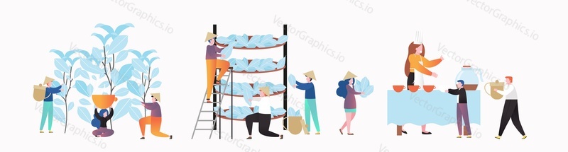 Asian people involved in tea manufacture process, vector illustration. Tea plucking, drying and hot drink tasting procedure. Tea industry concept for web banner, website page etc.