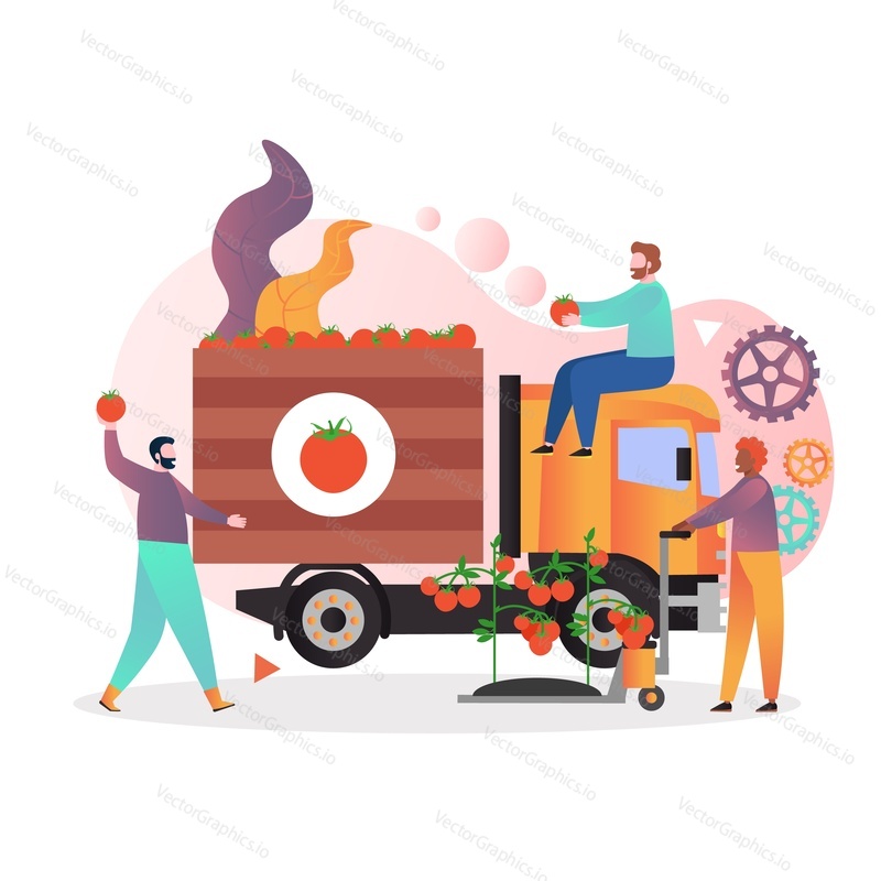 Male characters farmers gardeners picking ripe fresh tomatoes, vector illustration. Tomato industry, harvesting and transportation of vegetables concept for web banner, website page etc.