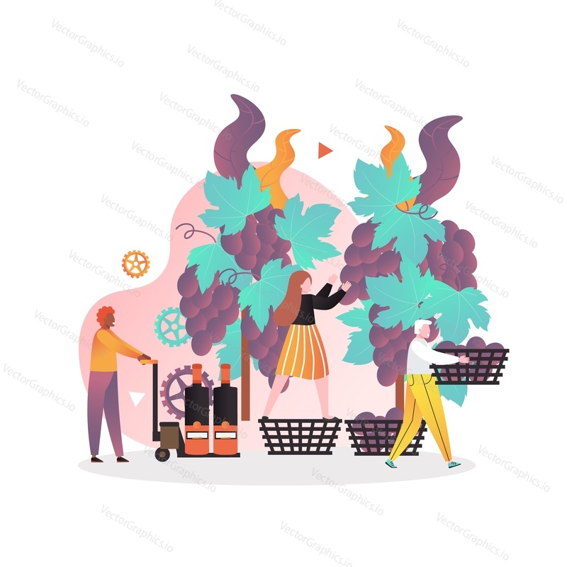 Male and female characters picking grapes from vineyard, vector illustration. Harvesting, first step of wine making process. Wine production concept for web banner, website page etc.
