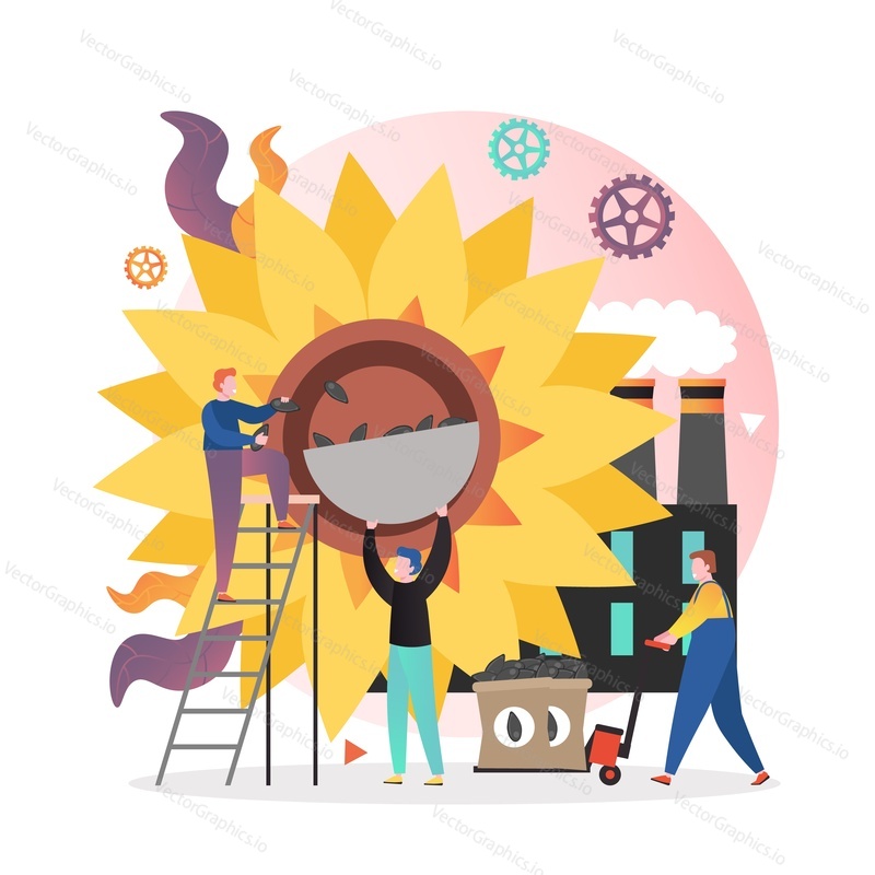 Male characters harvesting sunflower seeds from plant large flower head, vector illustration. Sunflower oil production concept for web banner, website page etc.