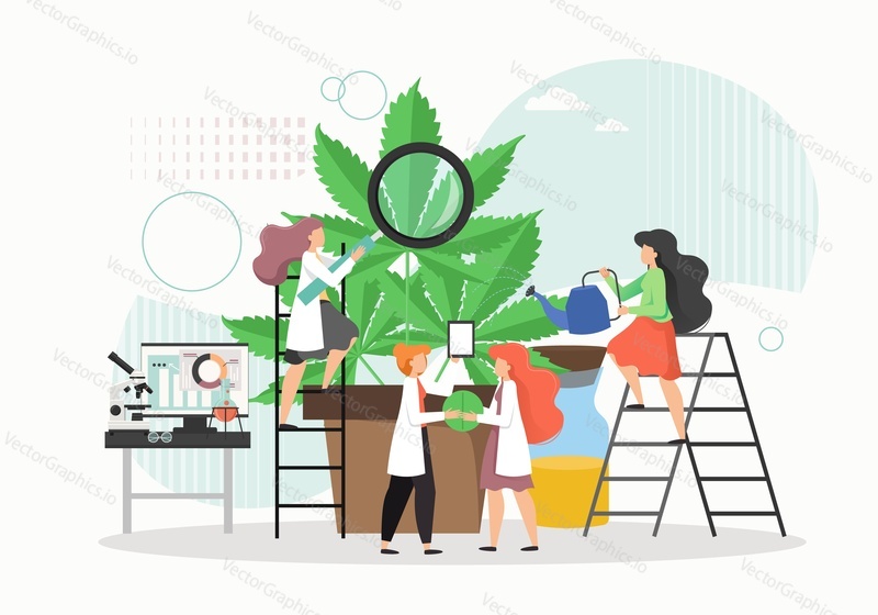 Tiny female characters in lab coats growing giant hemp plant in pot, flat vector illustration. Scientists, doctors, researchers studying cannabis in laboratory. Medical cannabis or marijuana research.