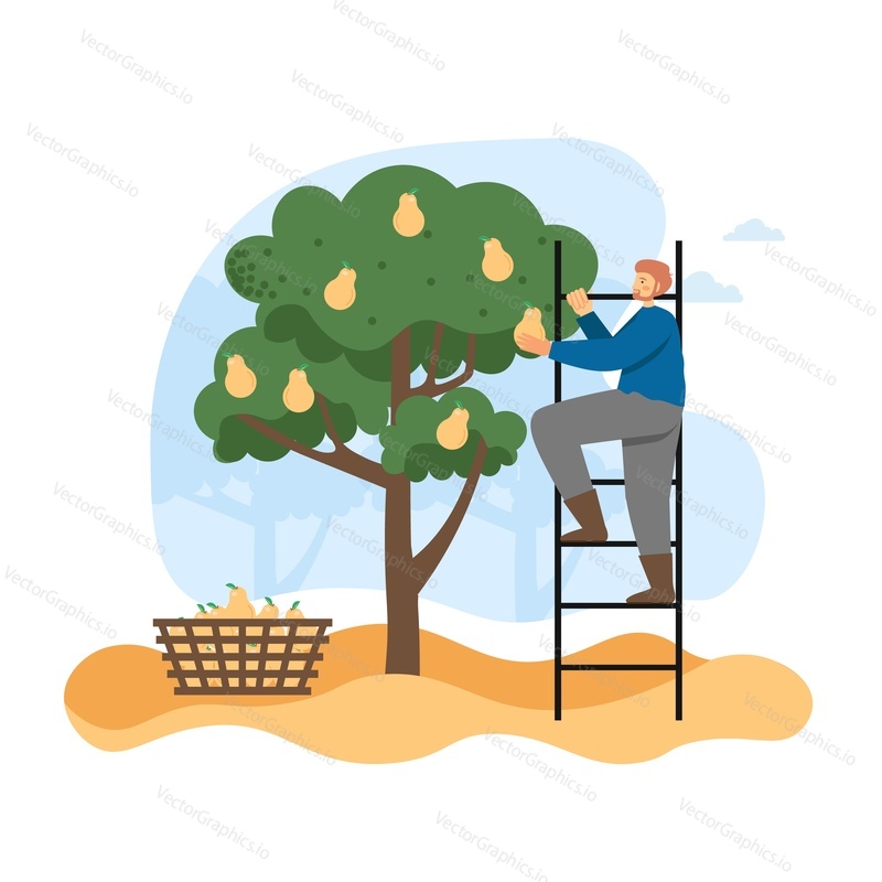 Autumn season. Man gardener, farmer picking ripe pears from tree in garden, flat vector illustration. Gardening, agriculture, autumn fruit harvest season.