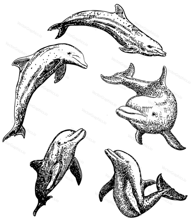 Dolphin icon set. Vector ink hand drawn illustration isolated on white background.