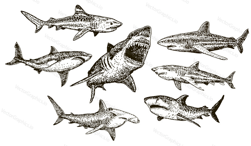 Shark icon set. Vector ink hand drawn illustration isolated on white background.