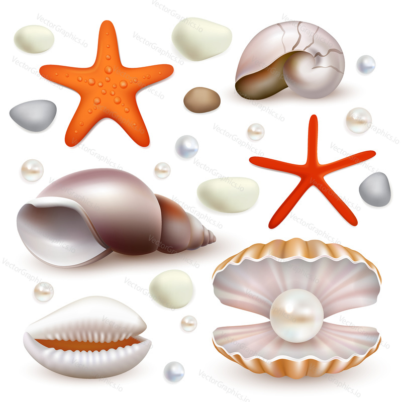Vector set of realistic seashell and starfish icons isolated. Beautiful marine molluscan seashells and pearl shell.