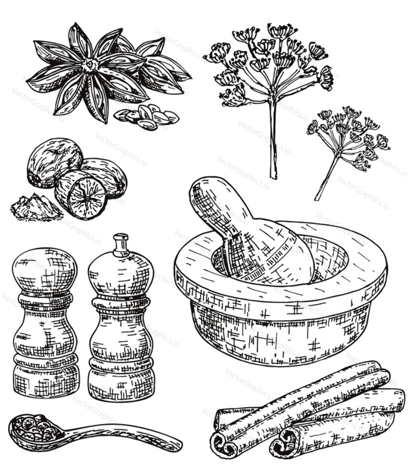 Vector ink hand drawn style set of culinary herbs and spices. Dill, star anise, black peppercorn, nutmeg, cinnamon, pepper mill, mortar and pestle sketch illustration for recipe and print.