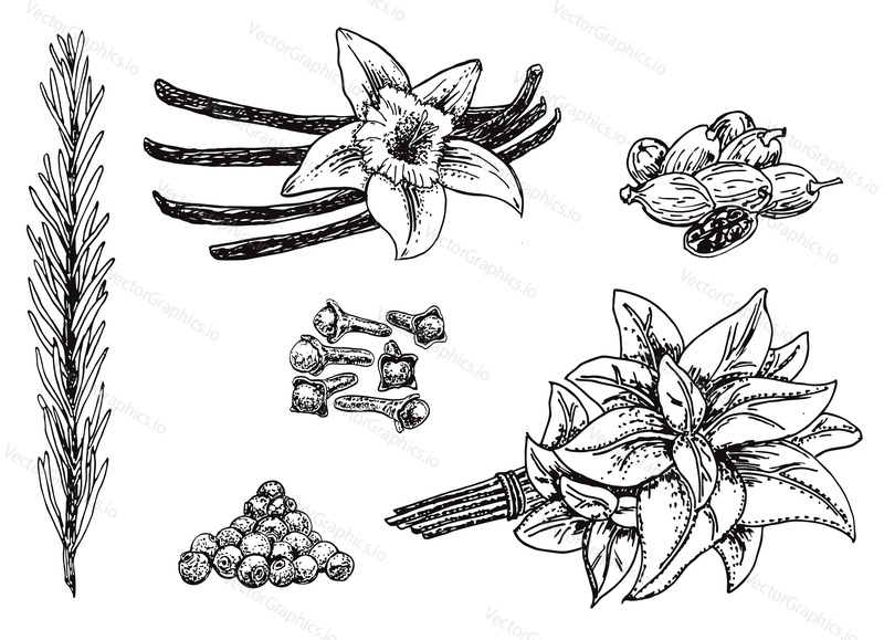 Vector ink hand drawn style set of culinary herbs and spices. Vanilla, black peppercorn, rosemary, nutmeg, cloves sketch illustration for recipe and print.