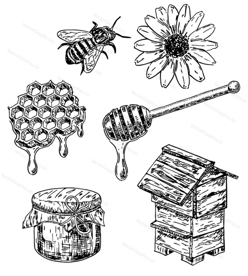 Vector ink hand drawn honey set. Honeycombs with honey, hive, bee, wooden stick, flower, honey jar. Sweet natural organic honey vintage sketch illustration.