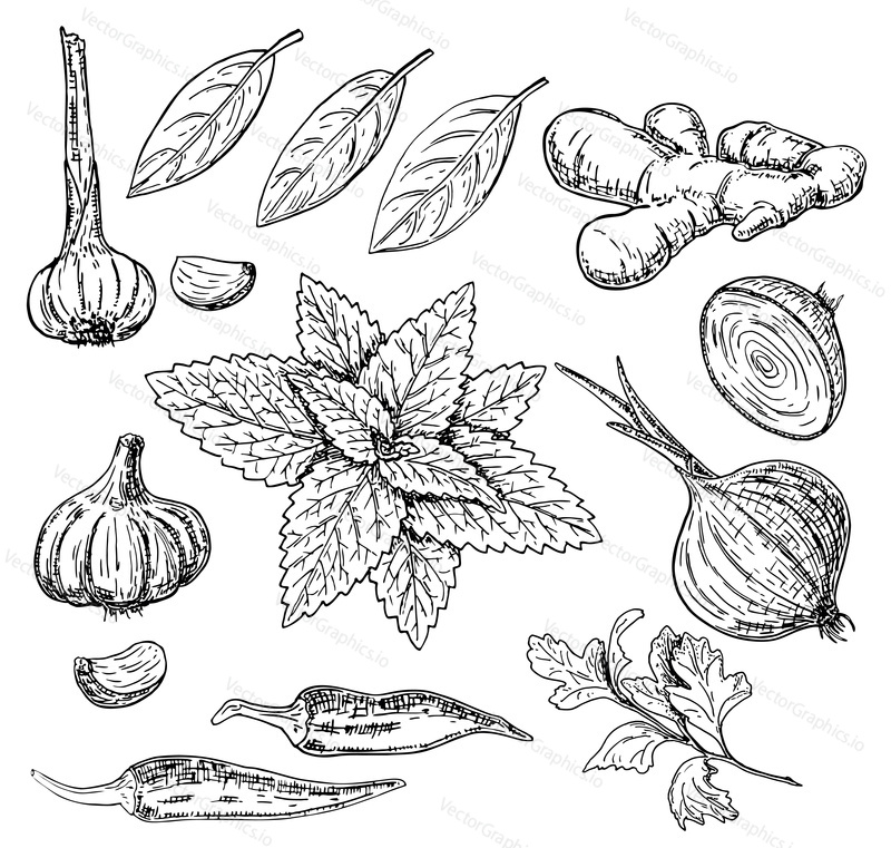 Vector ink hand drawn style set of culinary herbs and spices. Garlic, chili pepper, onion, ginger root, parsley, mint and bay leaves sketch illustration.