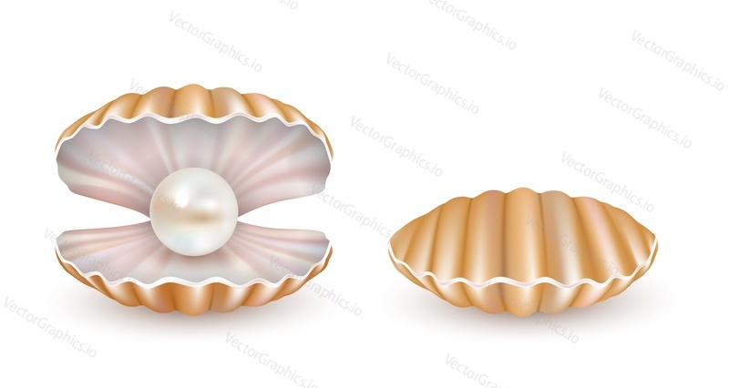 Beautiful marine pearl shell icon set. Vector realistic illustration isolated on white background.