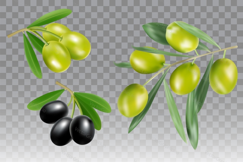 Black and green olive branch icon set. Vector realistic illustration isolated on transparent background.